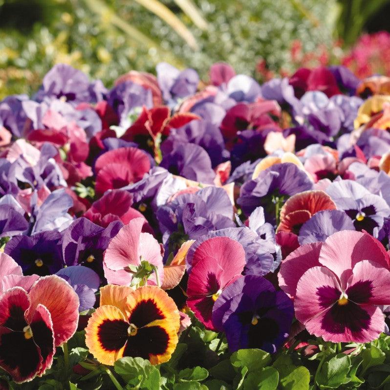 Viola x wittrockiana 'Matrix Coastal Sunrise Mix' ~ Matrix™ Coastal Sunrise Mix Pansy-ServeScape