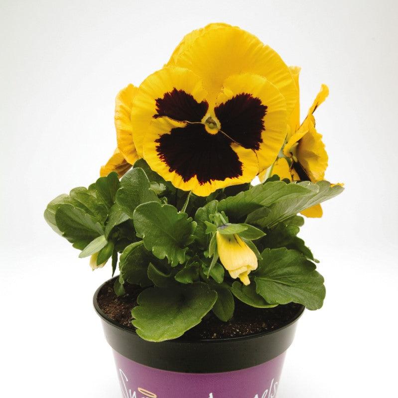 Viola x wittrockiana 'PAS882806' ~ Matrix™ Yellow Blotch Pansy-ServeScape