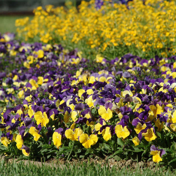 Viola x wittrockiana 'PAS460054' ~ Matrix® Morpheus Pansy-ServeScape