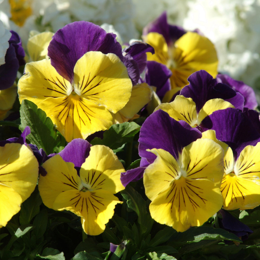 Viola x wittrockiana 'PAS460054' ~ Matrix® Morpheus Pansy-ServeScape