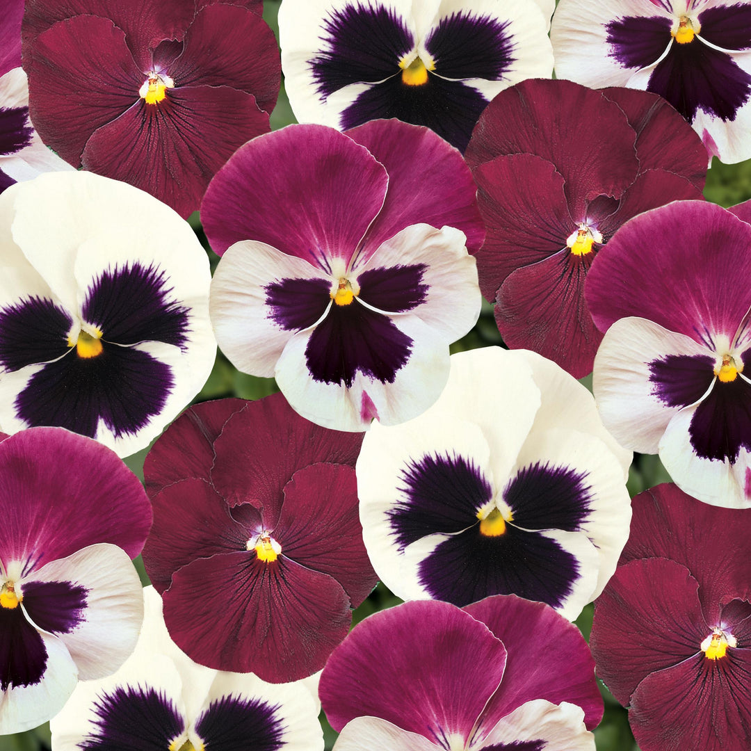 Viola x wittrockiana 'Matrix Raspberry Sundae Mix' ~ Matrix™ Raspberry Sundae Mix Pansy (Copy)-ServeScape