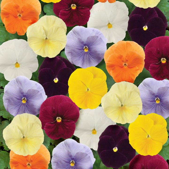 Viola x wittrockiana 'Matrix Clear Mix' ~ Matrix™ Clear Mix Pansy-ServeScape