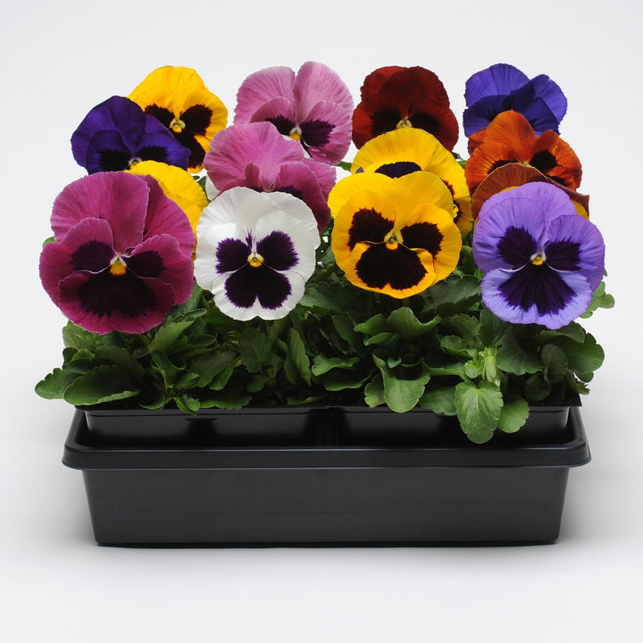 Viola x wittrockiana 'Matrix Blotch Mix' ~ Matrix™ Blotch Mix Pansy-ServeScape