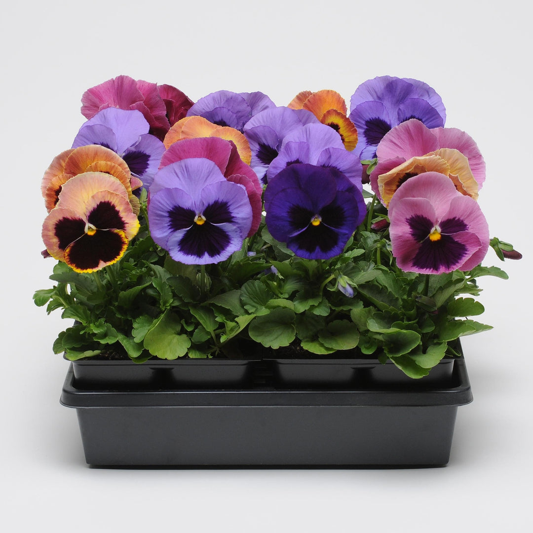 Viola x wittrockiana 'Matrix Coastal Sunrise Mix' ~ Matrix™ Coastal Sunrise Mix Pansy-ServeScape