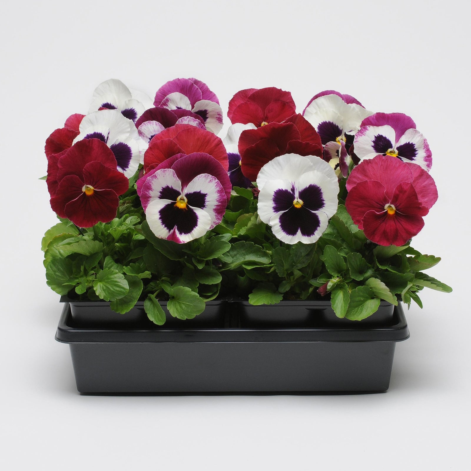 Viola x wittrockiana 'Matrix Raspberry Sundae Mix' ~ Matrix™ Raspberry Sundae Mix Pansy (Copy)-ServeScape