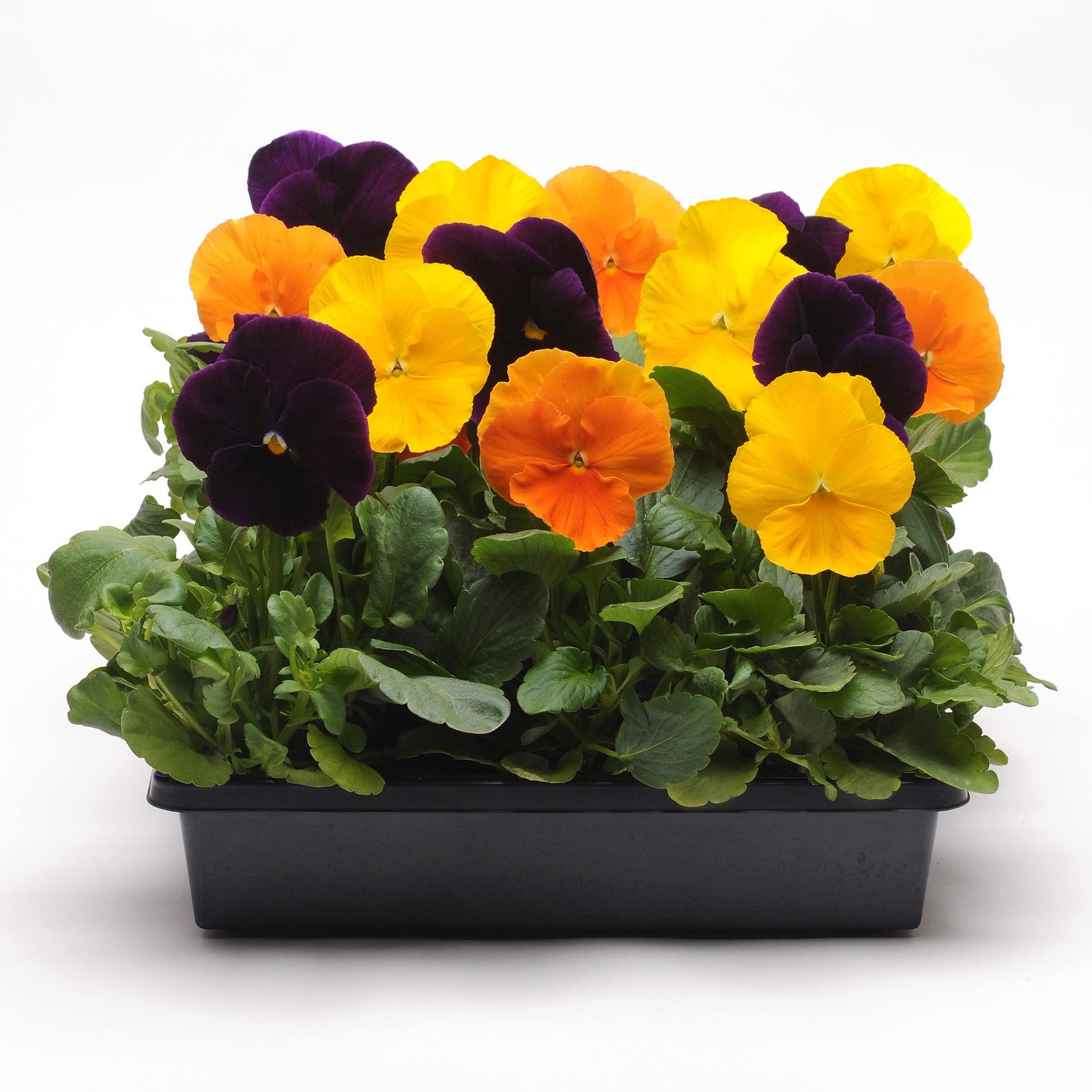 Viola x wittrockiana 'Matrix Harvest Mix' ~ Matrix™ Harvest Mix Pansy-ServeScape