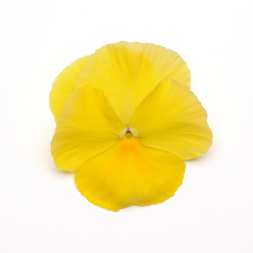 Viola x wittrockiana 'PAS912372' ~ Spring Matrix™ Lemon Pansy-ServeScape