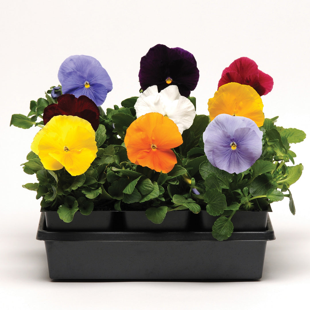 Viola x wittrockiana 'Matrix Clear Mix' ~ Matrix™ Clear Mix Pansy-ServeScape