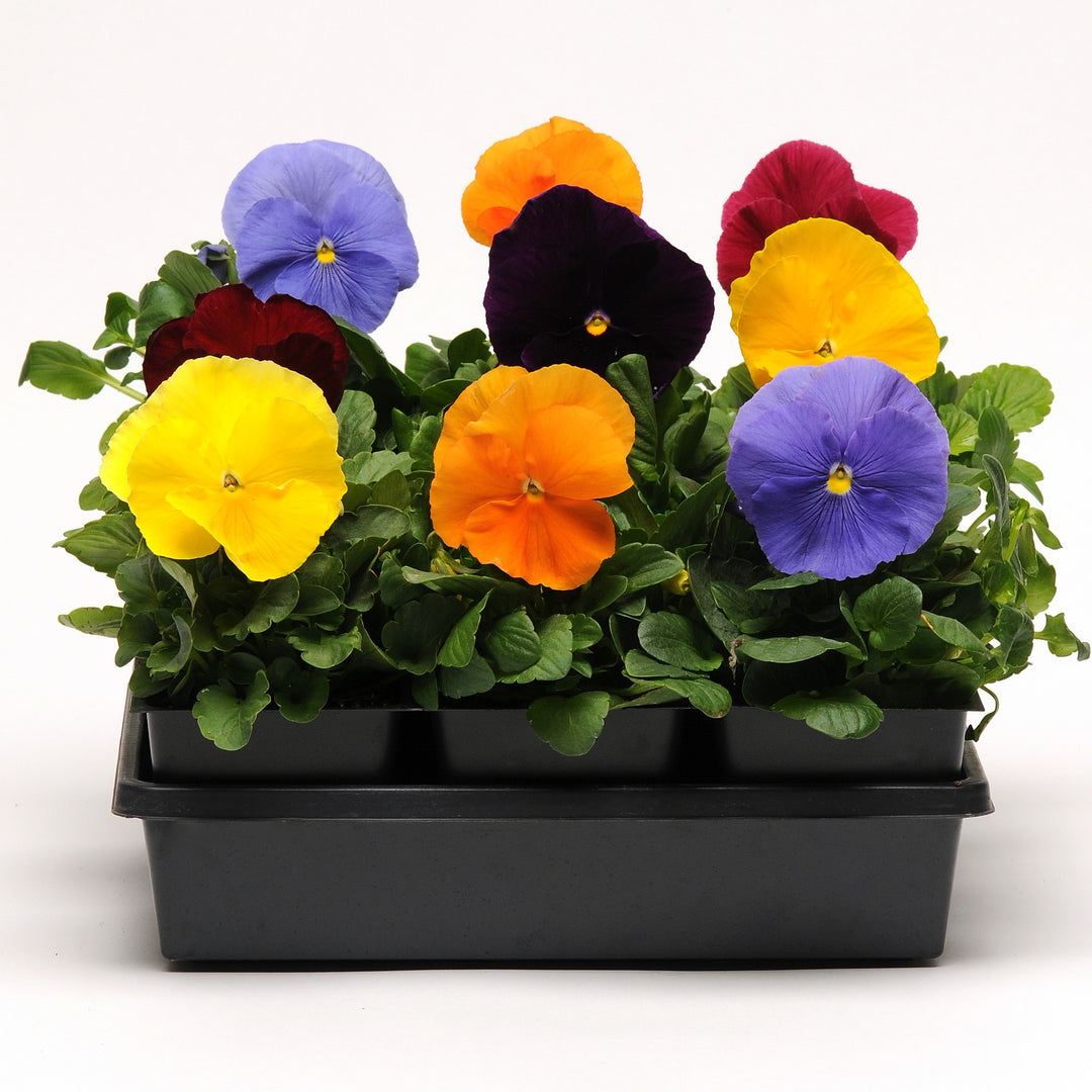 Viola x wittrockiana 'Matrix Jewels Mix' ~ Matrix™ Jewels Mix Pansy-ServeScape