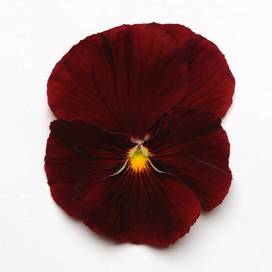 Spring Matrix™ Scarlet Pansy - Viola x wittrockiana 'PAS912400 ...