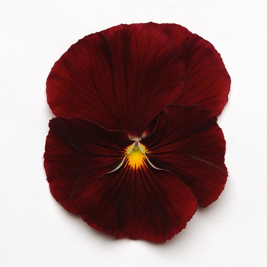 Viola x wittrockiana 'PAS912400' ~ Spring Matrix™ Scarlet Pansy-ServeScape