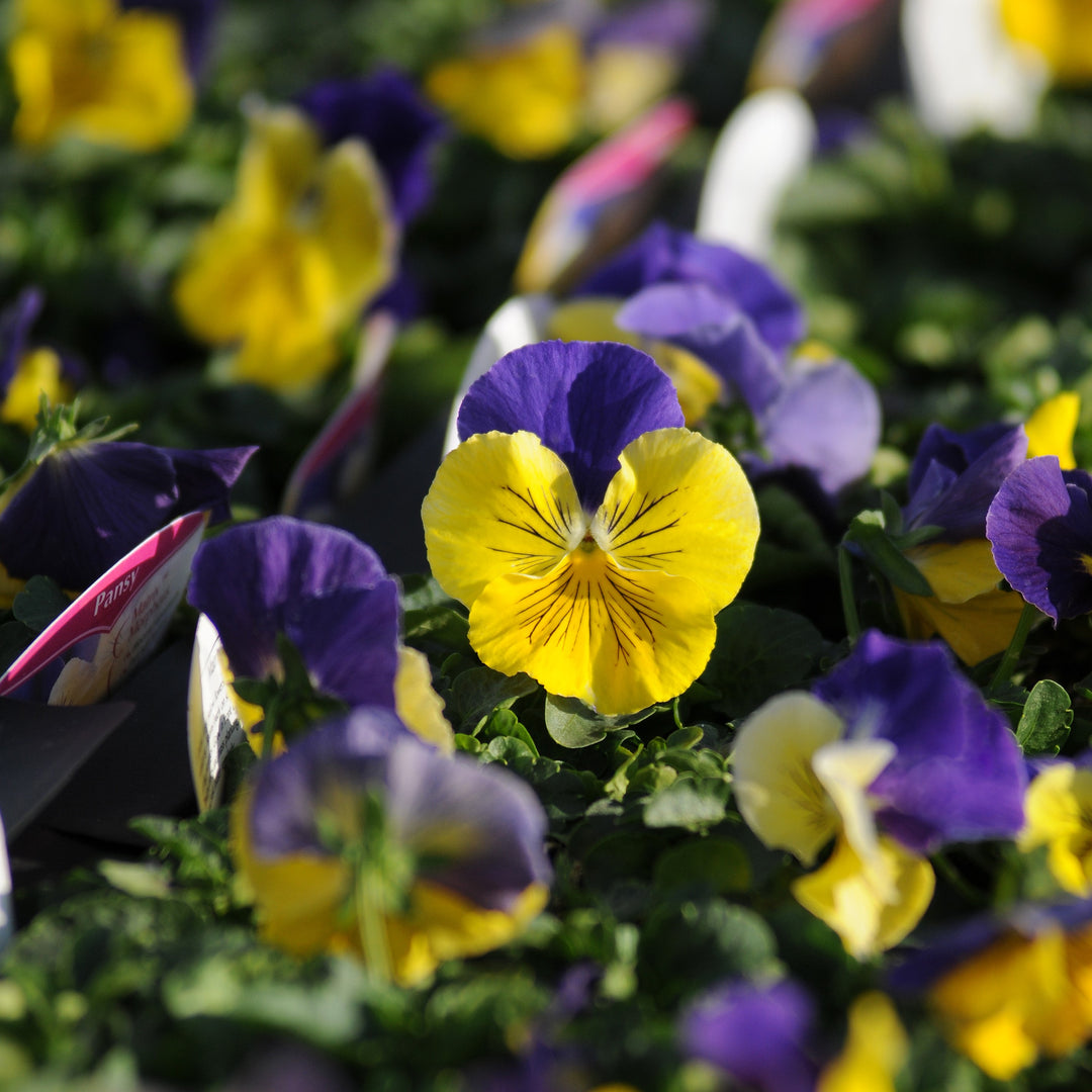 Viola x wittrockiana 'PAS460054' ~ Matrix® Morpheus Pansy-ServeScape