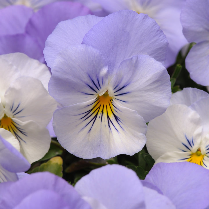 Viola x wittrockiana 'PAS904995' ~ Cool Wave® Frost Trailing Pansy-ServeScape