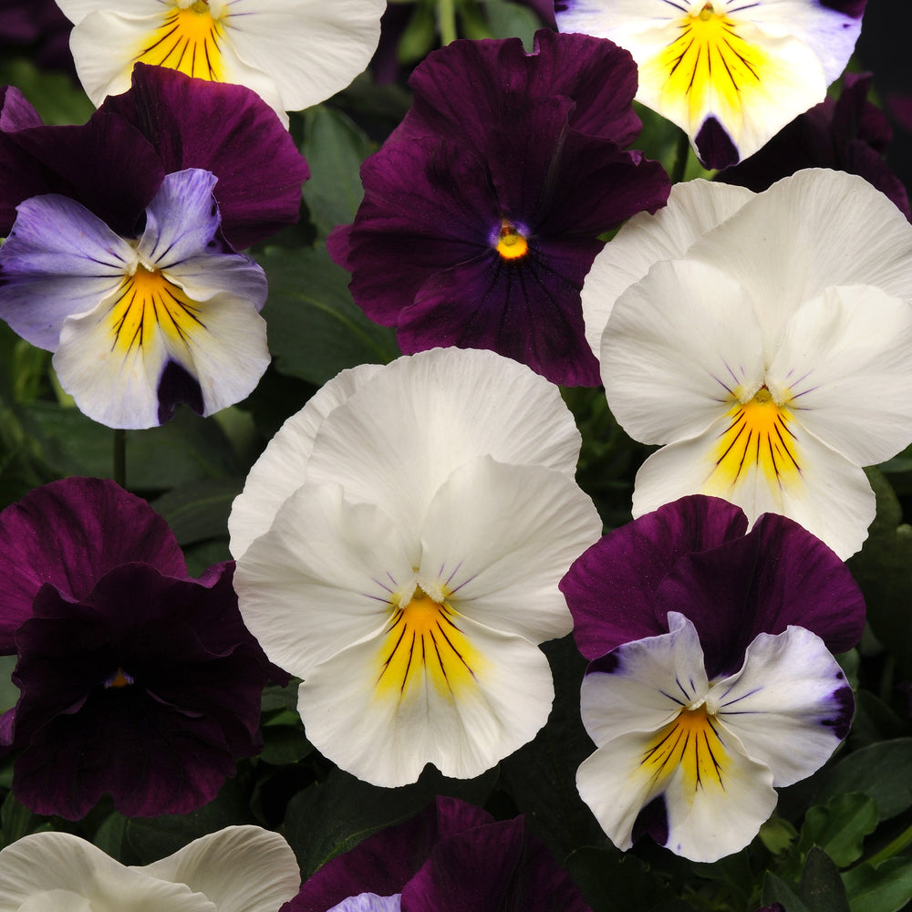 Viola x wittrockiana 'Cool Wave Berries N' Cream Mix' ~ Cool Wave® Berries N' Cream Mix Pansy-ServeScape