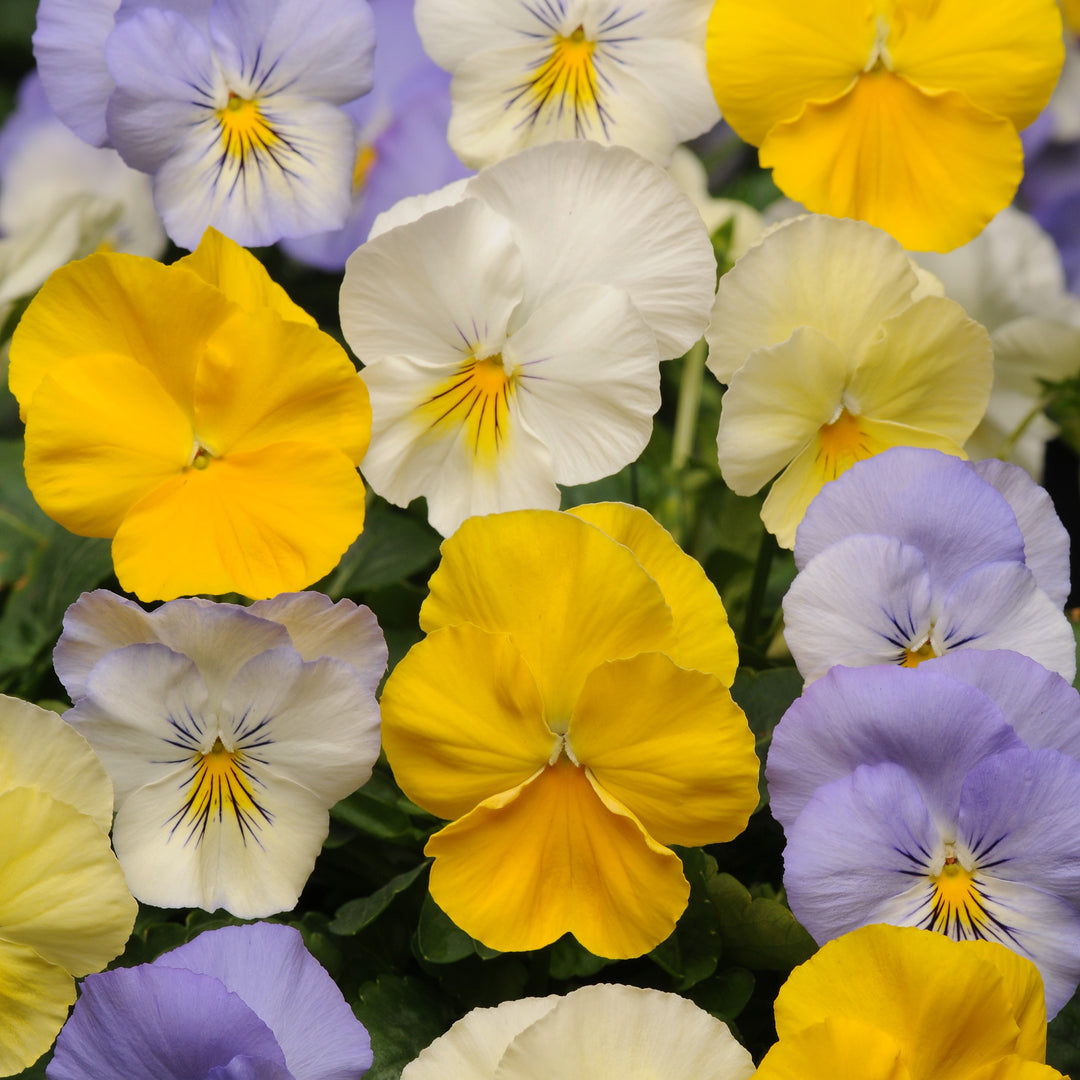 Viola x wittrockiana 'Cool Wave Pastel Mix' ~ Cool Wave® Pastel Mix Pansy-ServeScape