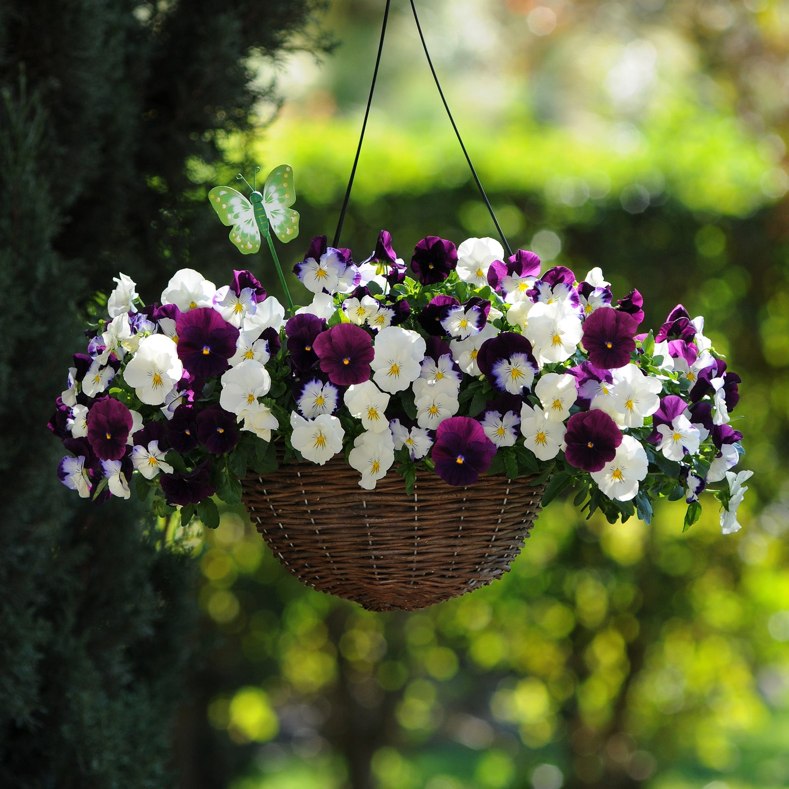 Viola x wittrockiana 'Cool Wave Berries N' Cream Mix' ~ Cool Wave® Berries N' Cream Mix Pansy-ServeScape