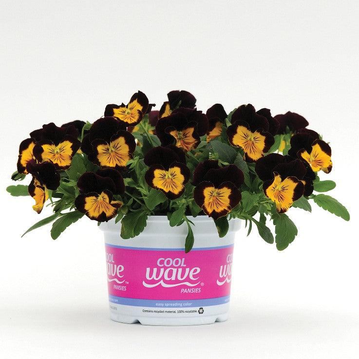 Viola x wittrockiana 'PAS1314681' ~ Cool Wave® Sunshine N' Wine Pansy-ServeScape