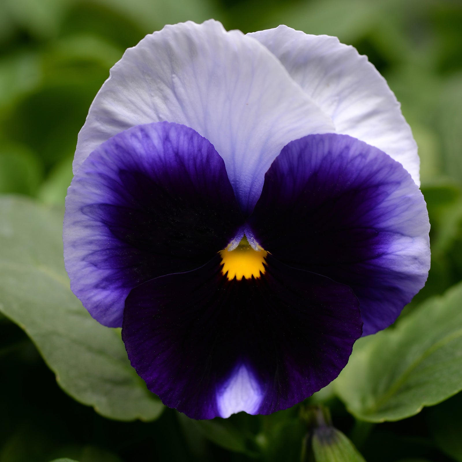 Viola x wittrockiana 'PAS787325' ~ Matrix™ Beaconsfield Pansy-ServeScape