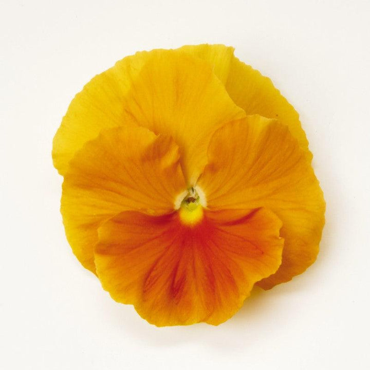 Viola x wittrockiana 'PAS491790' ~ Matrix™ Orange Pansy-ServeScape