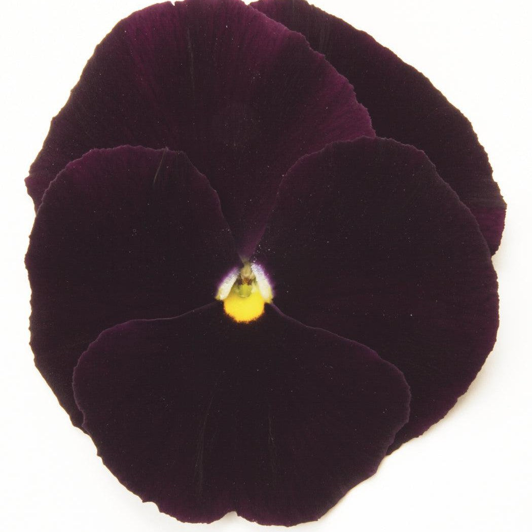 Viola x wittrockiana 'PAS7706167' ~ Matrix™ Purple Pansy-ServeScape