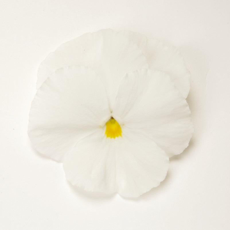 Viola x wittrockiana 'PAS882787' ~ Matrix™ White Pansy-ServeScape