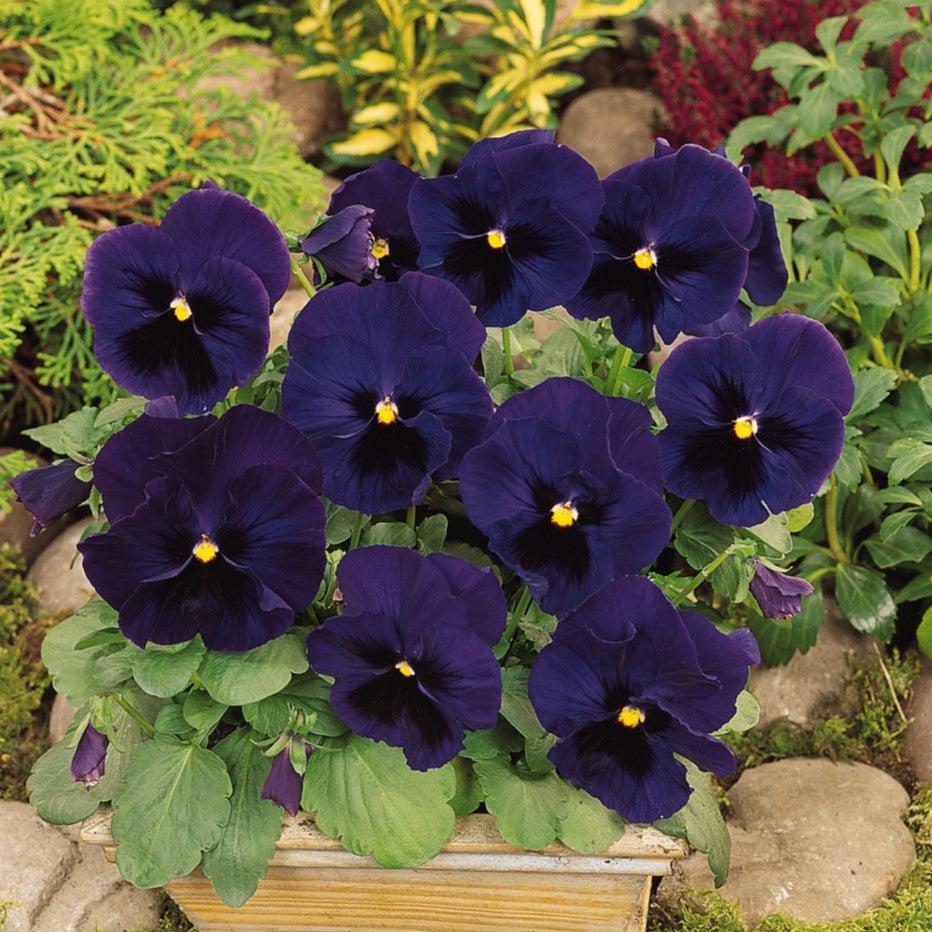 Viola x wittrockiana 'PAS835635' ~ Matrix™ Blue Blotch Pansy-ServeScape