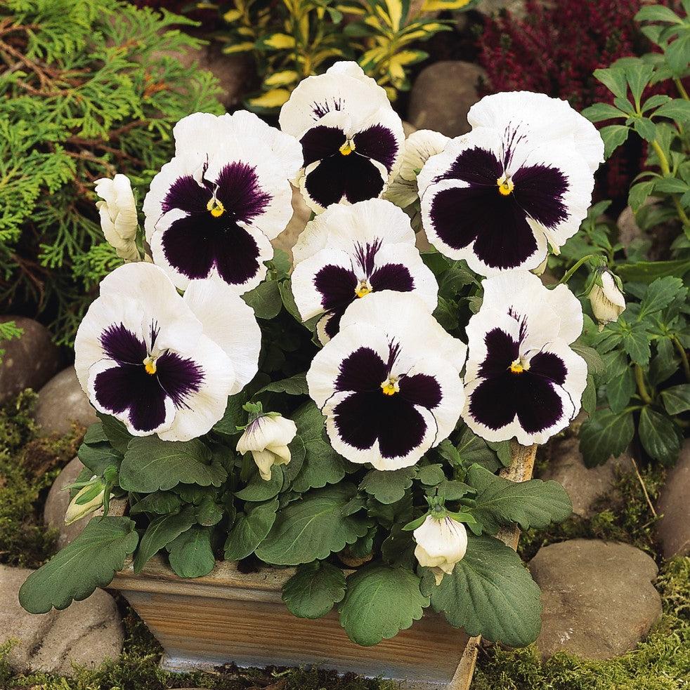 Viola x wittrockiana 'PAS334560' ~ Matrix™ White Blotch Pansy-ServeScape