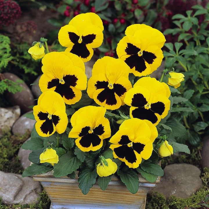 Viola x wittrockiana 'PAS882806' ~ Matrix™ Yellow Blotch Pansy-ServeScape