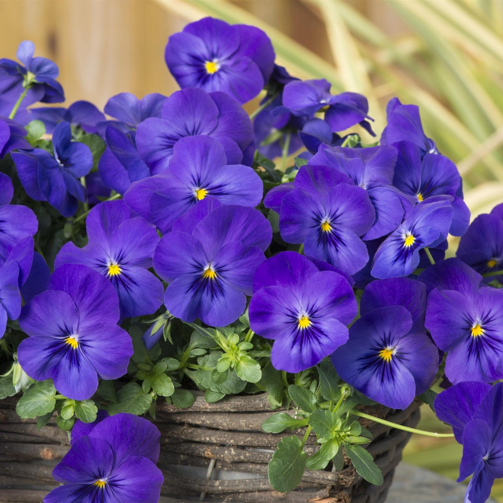 Viola x wittrockiana 'PAS1516583' ~ Cool Wave® Blue Trailing Pansy-ServeScape