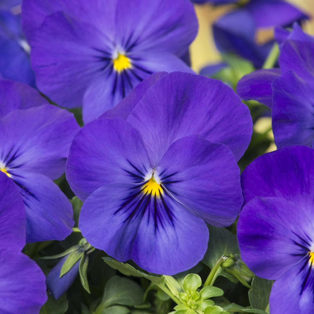 Viola x wittrockiana 'PAS1516583' ~ Cool Wave® Blue Trailing Pansy-ServeScape