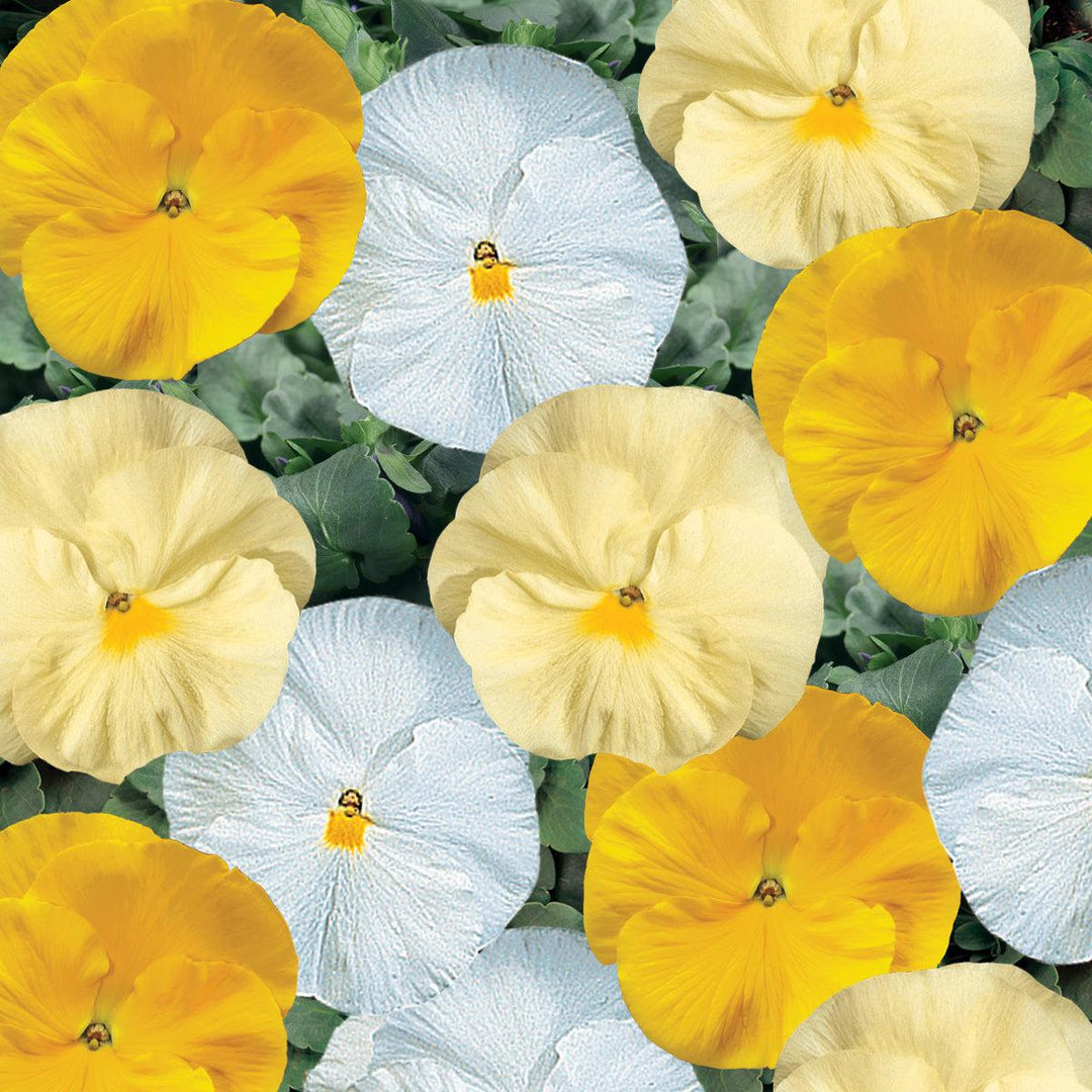 Viola x wittrockiana 'Delta Buttered Popcorn Mix' ~ Delta™ Buttered Popcorn Mix Pansy-ServeScape