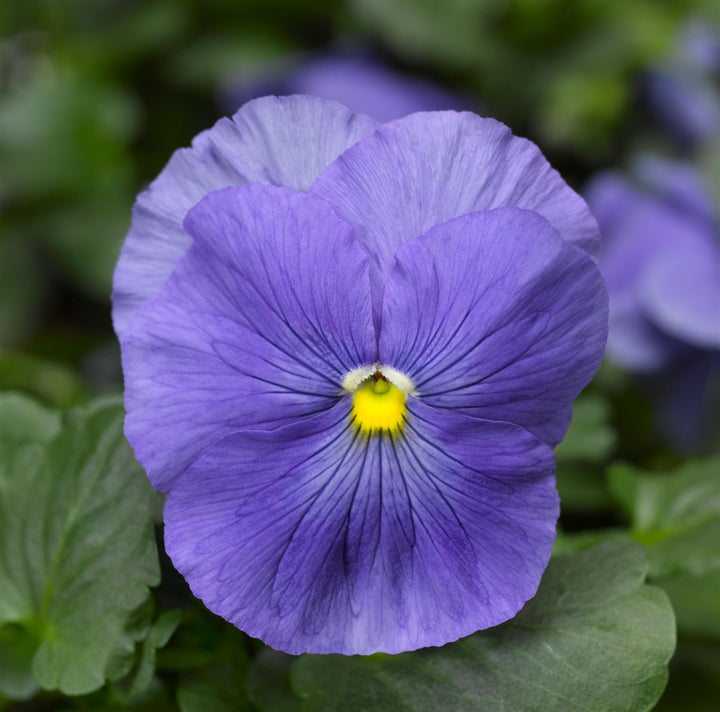 Viola x wittrockiana 'Delta Pro Clear True Blue' ~ Delta™ Pro Clear True Blue Pansy-ServeScape