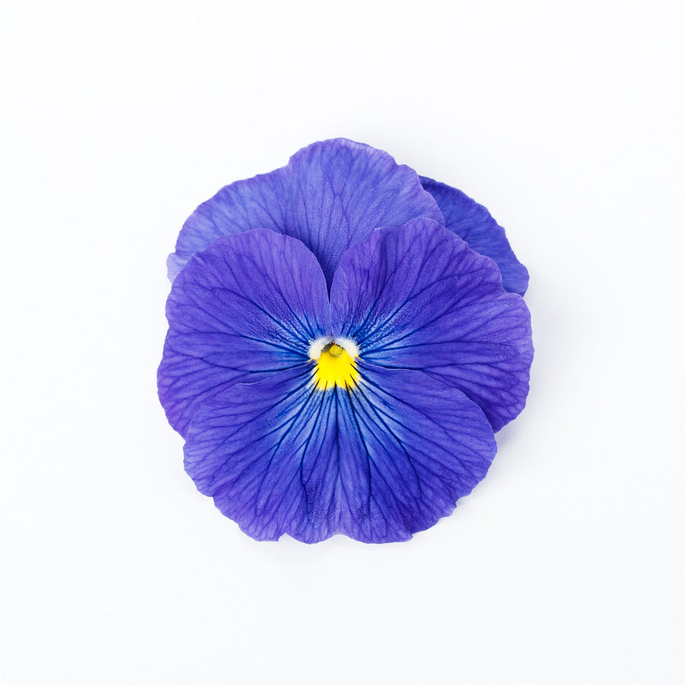 Viola x wittrockiana 'Delta Pro Clear True Blue' ~ Delta™ Pro Clear True Blue Pansy-ServeScape