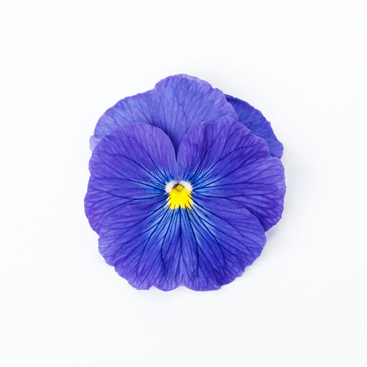 Viola x wittrockiana 'Delta Pro Clear True Blue' ~ Delta™ Pro Clear True Blue Pansy-ServeScape