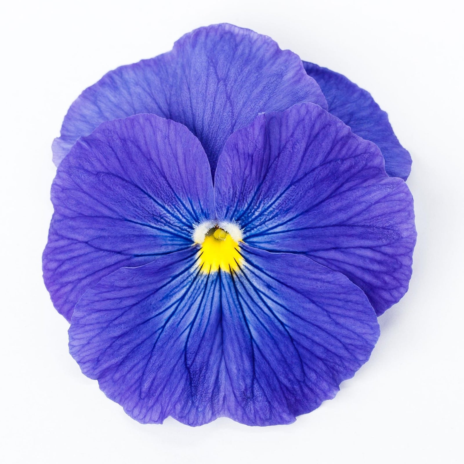 Viola x wittrockiana 'Delta Pro True Blue' ~ Delta™ Pro True Blue Pansy-ServeScape