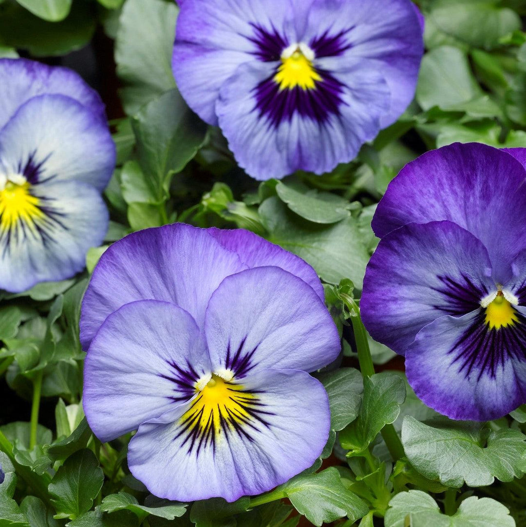 Viola x wittrockiana 'Delta Speedy Frost' ~ Delta™ Speedy Frost Pansy-ServeScape