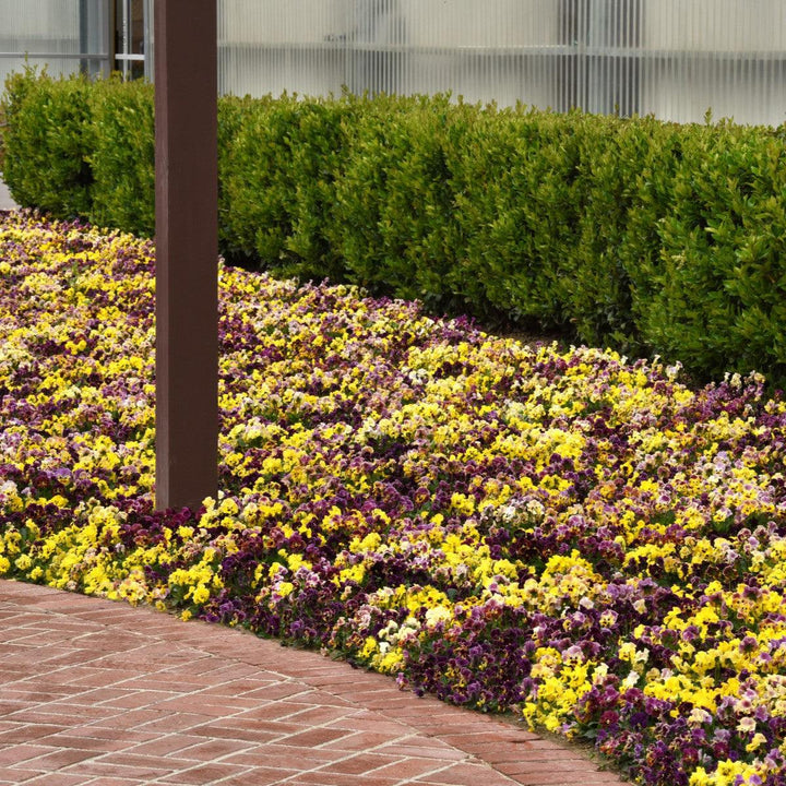 Viola x wittrockiana 'Frizzle Sizzle Mix' ~ Frizzle Sizzle Mix Pansy-ServeScape