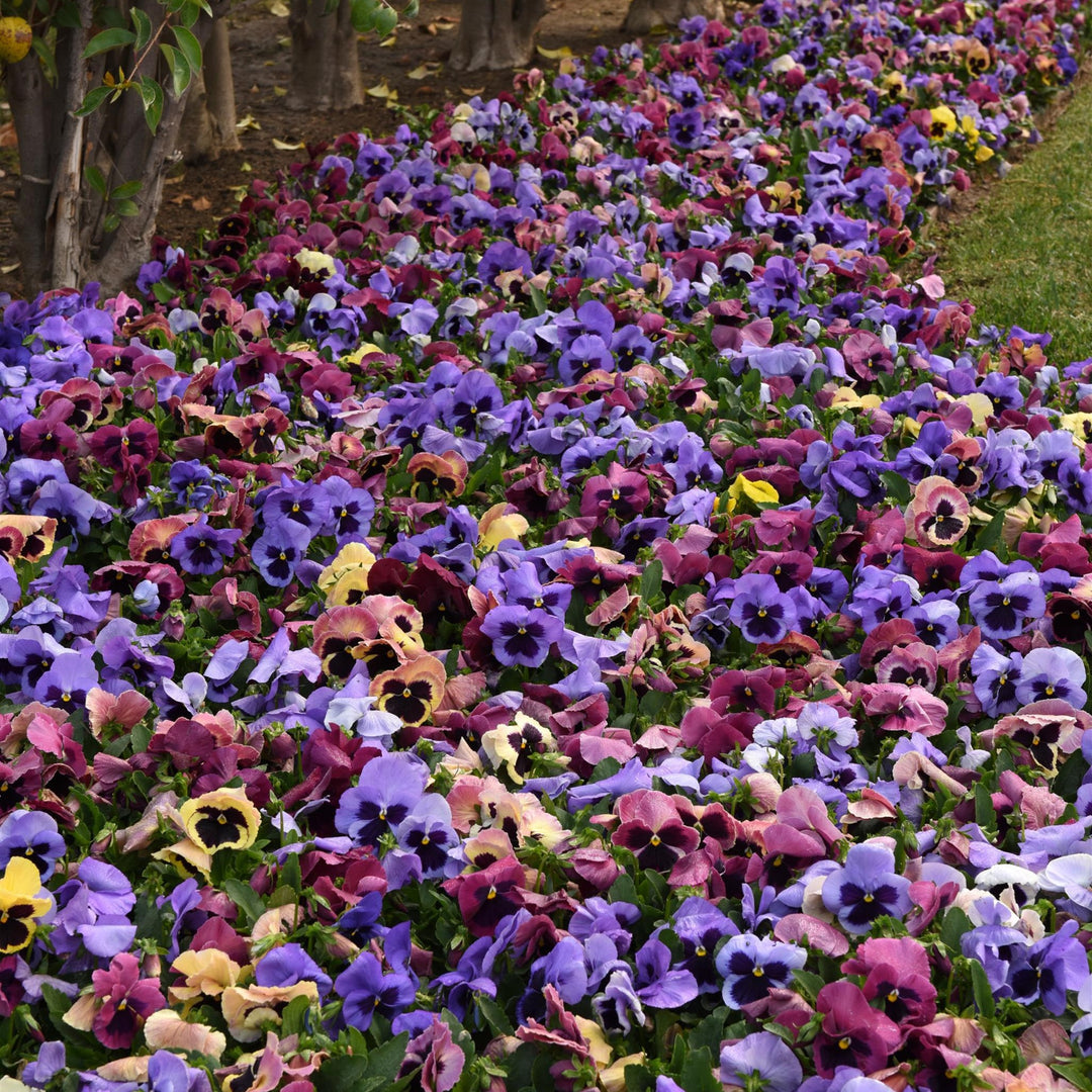 Viola x wittrockiana 'Matrix Coastal Sunrise Mix' ~ Matrix™ Coastal Sunrise Mix Pansy-ServeScape