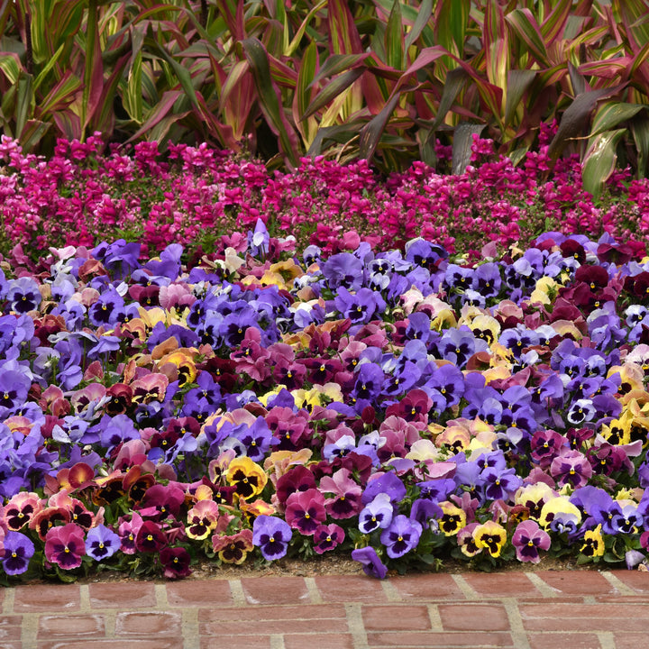 Viola x wittrockiana 'Matrix Coastal Sunrise Mix' ~ Matrix™ Coastal Sunrise Mix Pansy-ServeScape