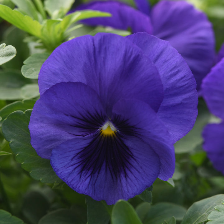 Viola x wittrockiana 'PAS1537850' ~ Top Wave™ Blue Blotch Pansy-ServeScape