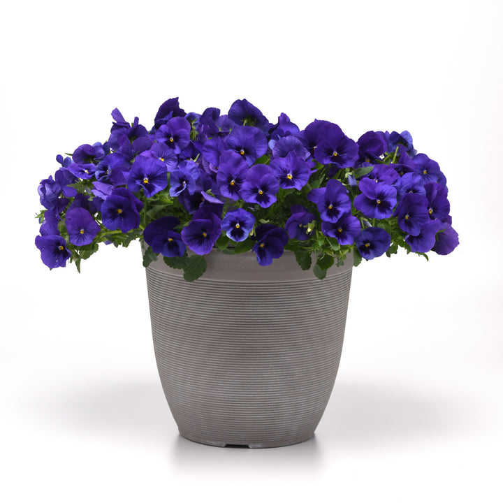 Viola x wittrockiana 'PAS1537850' ~ Top Wave™ Blue Blotch Pansy-ServeScape