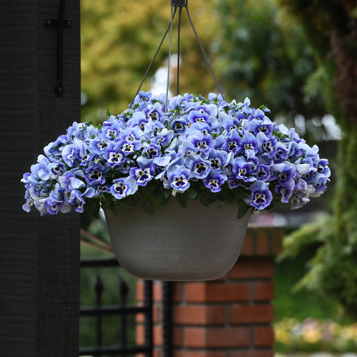 Viola x wittrockiana 'PAS1538282' ~ Top Wave™ Marina Pansy-ServeScape