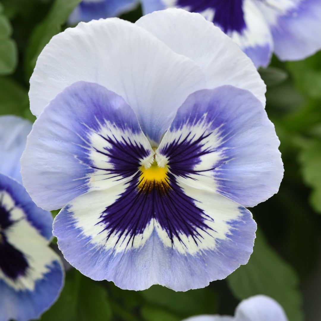 Viola x wittrockiana 'PAS1538282' ~ Top Wave™ Marina Pansy-ServeScape