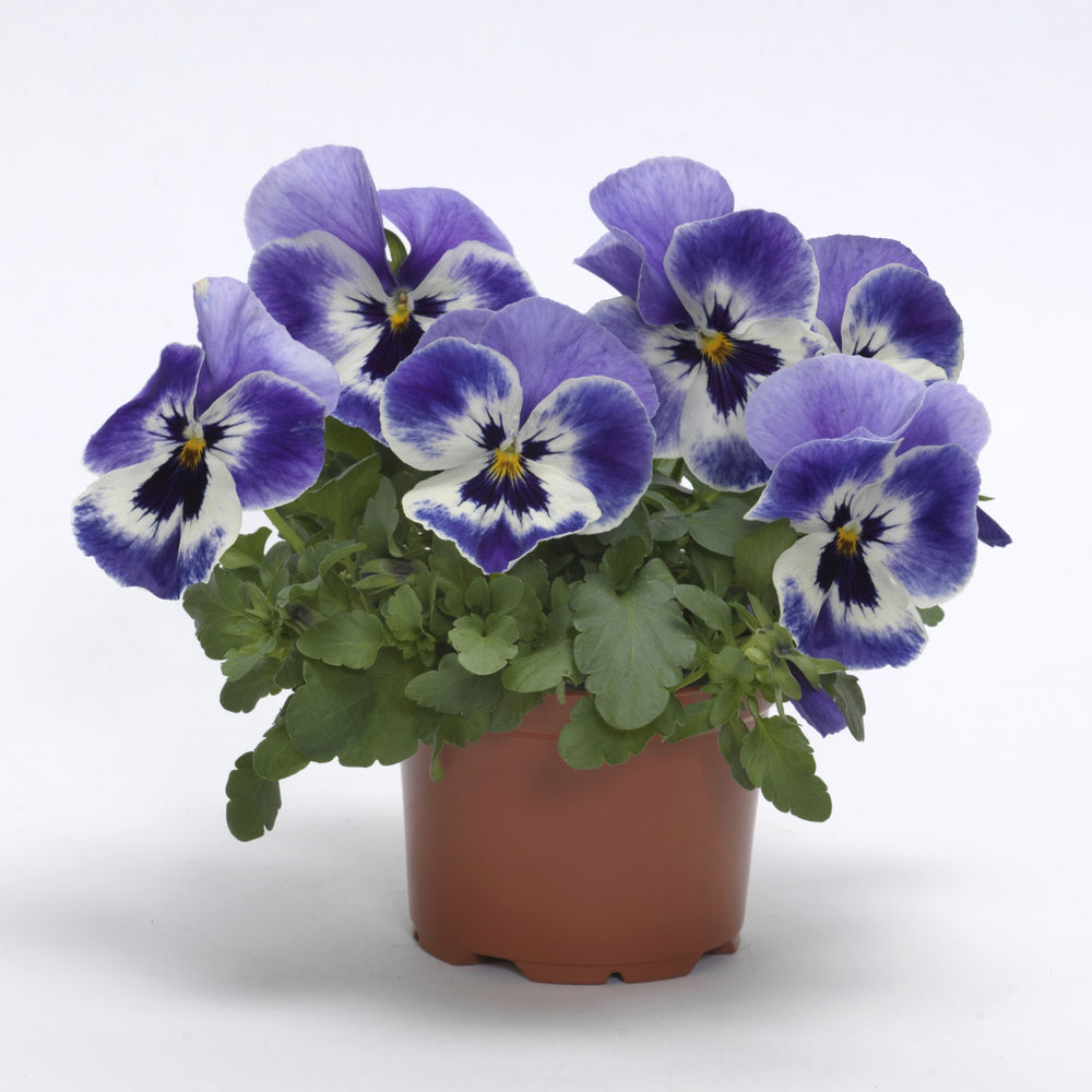 Viola x wittrockiana 'PAS1538282' ~ Top Wave™ Marina Pansy-ServeScape