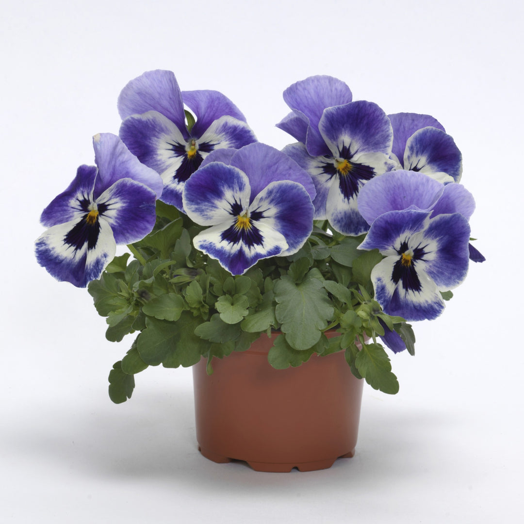 Viola x wittrockiana 'PAS1538282' ~ Top Wave™ Marina Pansy-ServeScape