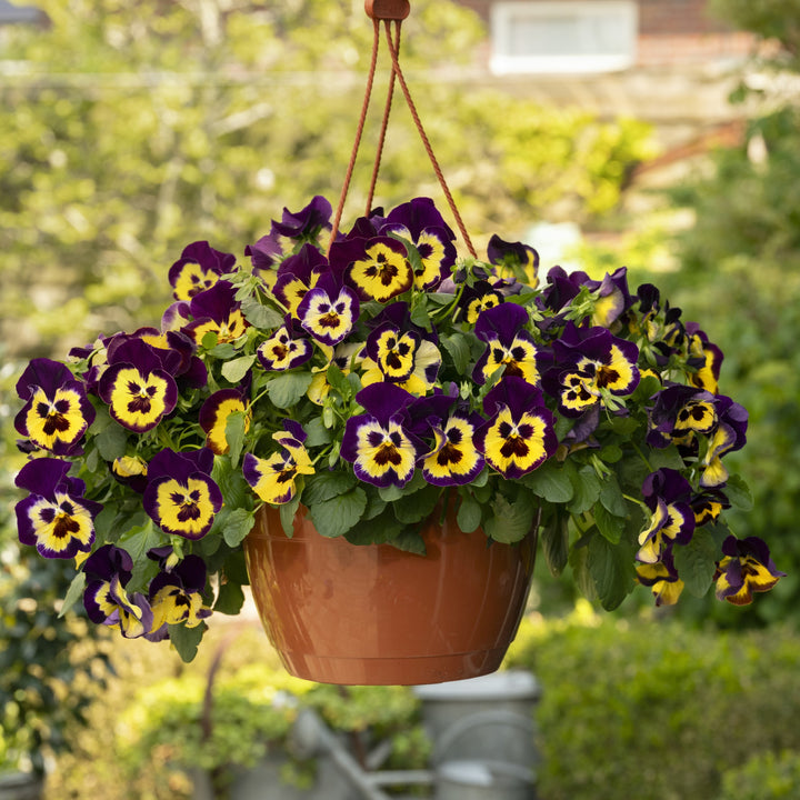 Viola x wittrockiana 'PAS1538286' ~ Top Wave™ Purple Sunburst Pansy