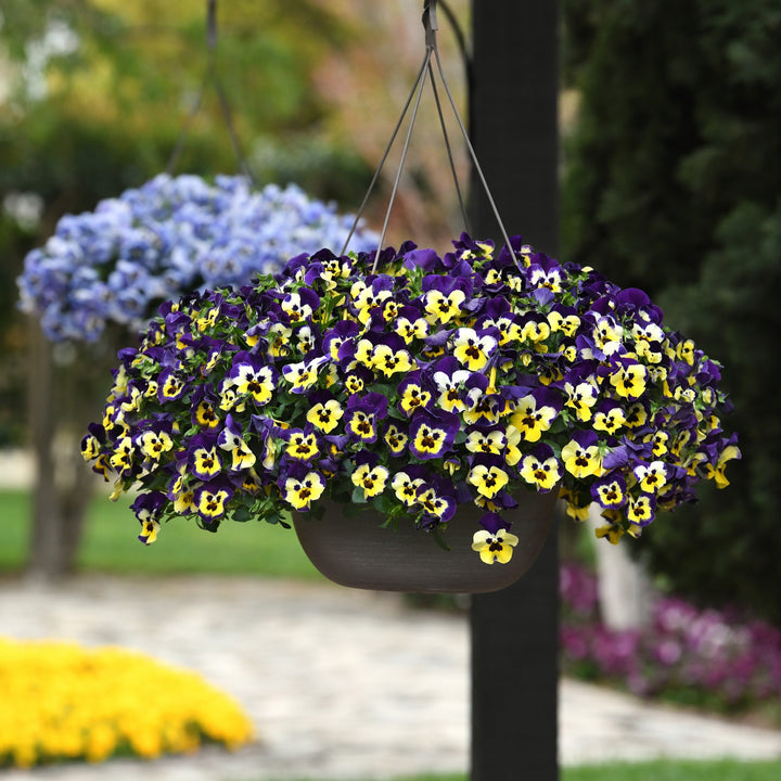 Viola x wittrockiana 'PAS1538286' ~ Top Wave™ Purple Sunburst Pansy