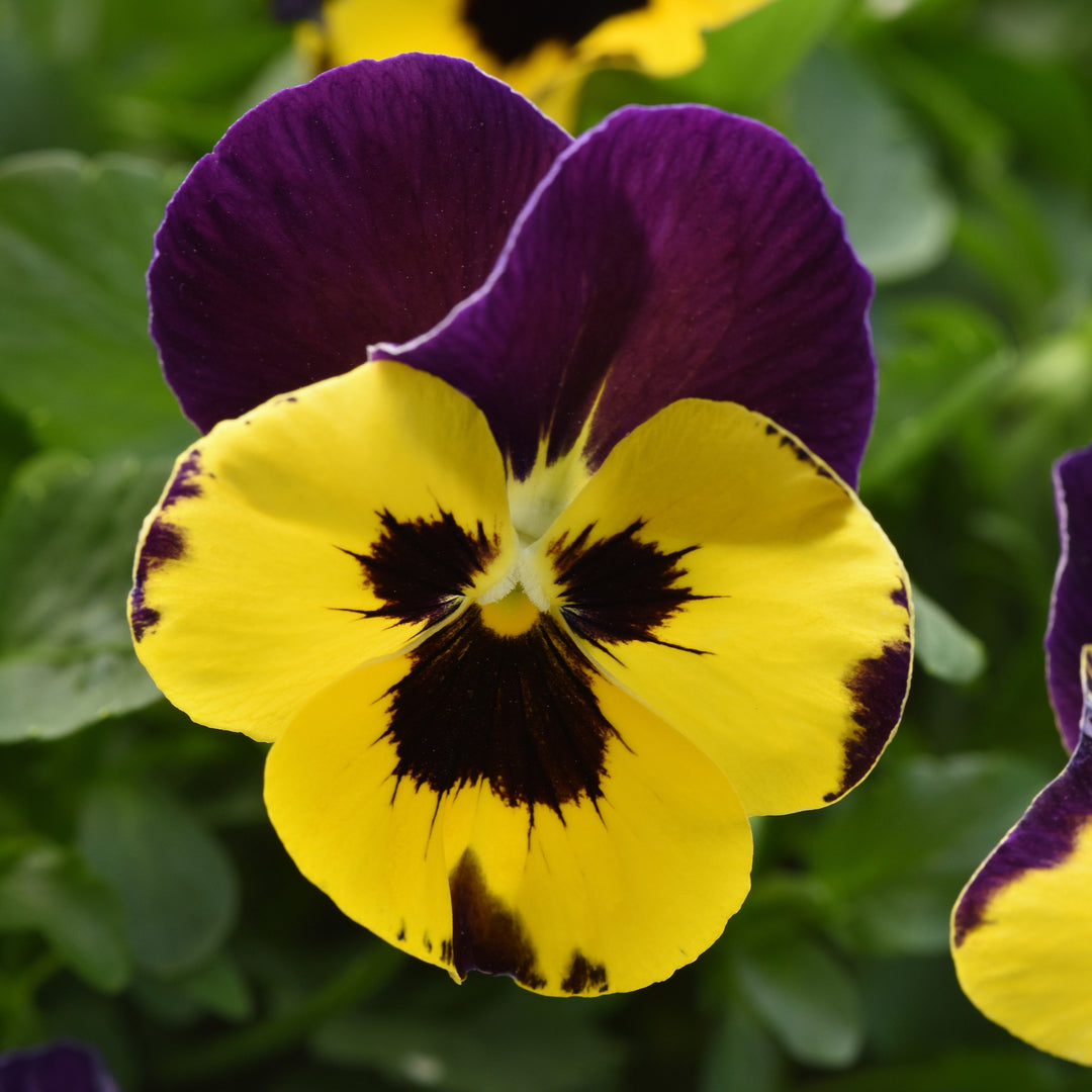 Viola x wittrockiana 'PAS1538286' ~ Top Wave™ Purple Sunburst Pansy