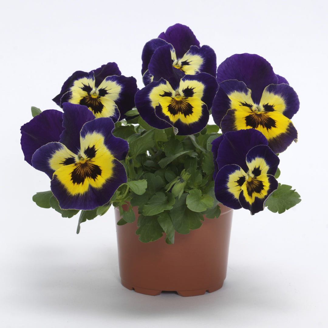 Viola x wittrockiana 'PAS1538286' ~ Top Wave™ Purple Sunburst Pansy