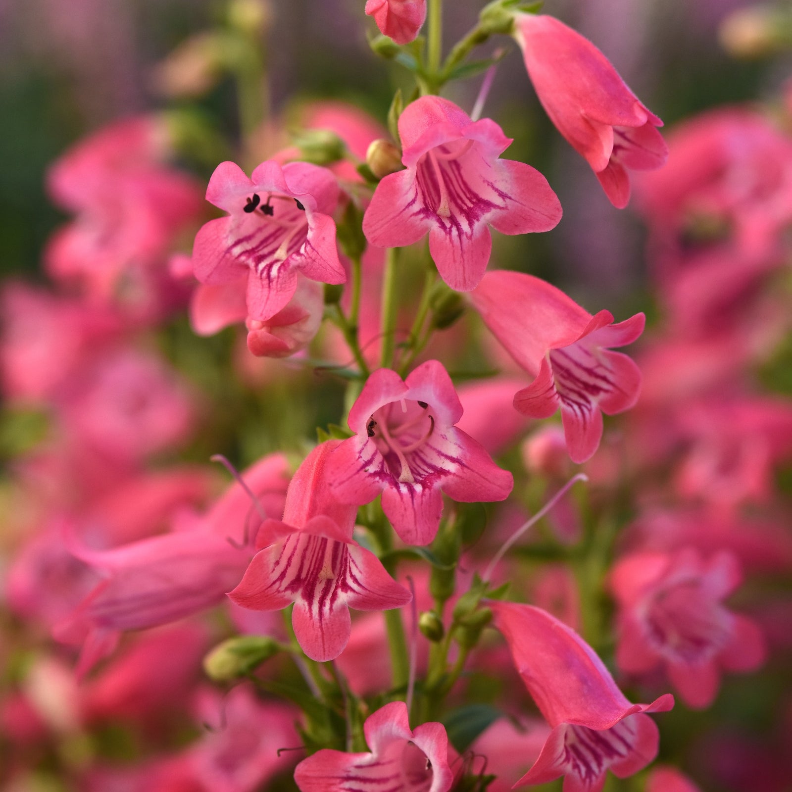 Penstemon 'Balmounose' ~ Mountain Treats™ Rose Beardtongue-ServeScape